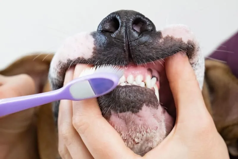 How Often Does My Dog Need Teeth Cleaning?