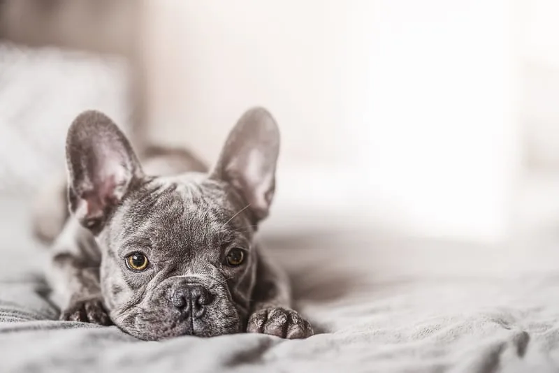 Answering Your Questions About Whipworm in Dogs