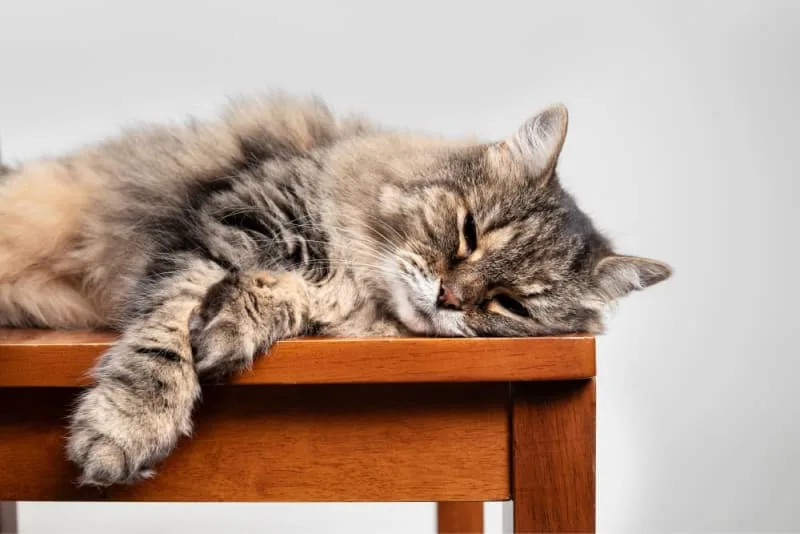 Ear Mites in Cats: Causes, Treatment & Prevention