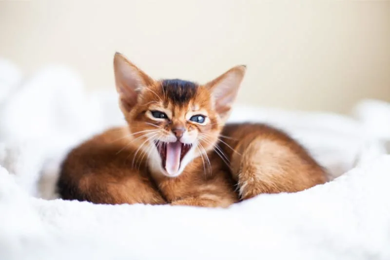 Why does my cat's breath smell bad?