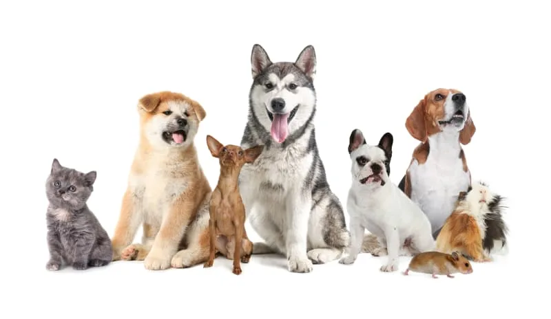 Choosing The Perfect Pet For Your Family