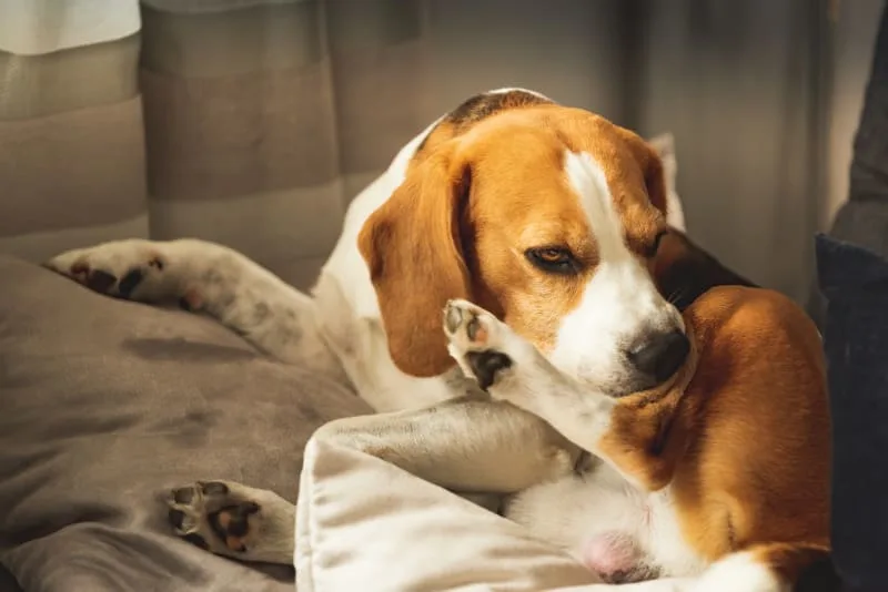 Bacterial & Fungal Skin Infections in Dogs