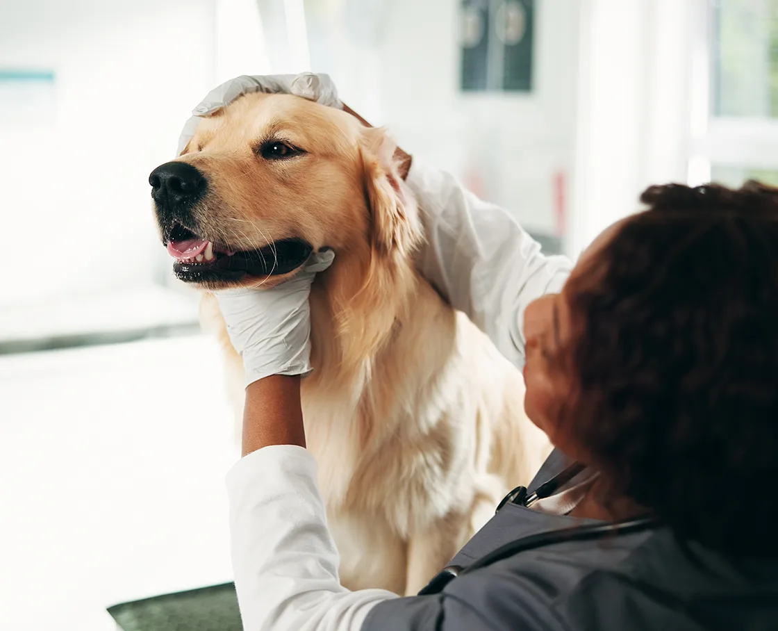female veterinarian examining a golden retriever