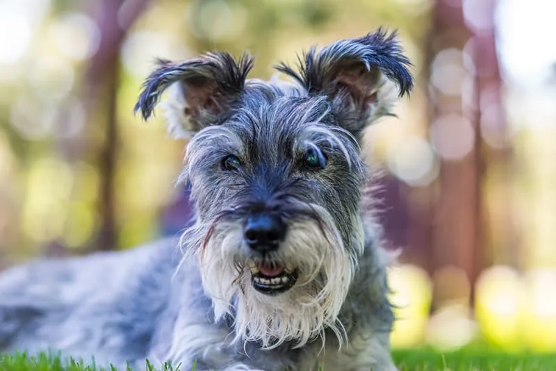 Dog Vision Problems & What To Do