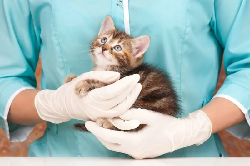 Routine Exams: Why are regular vet checkups important?
