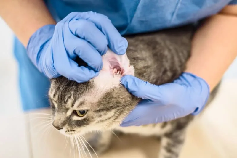 Ear Mites in Cats: Causes, Treatment & Prevention