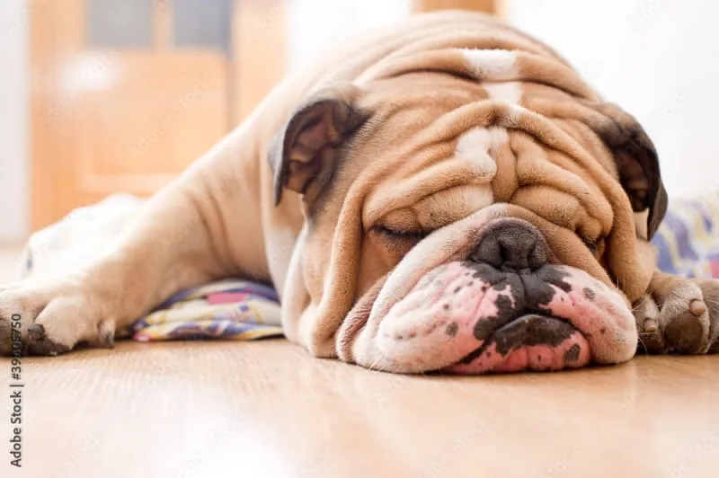 Common Dog Illnesses & Symptom Checker