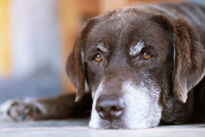 Weight Loss in Older Dogs: Is it Normal for a Senior Dog to Get Skinny?