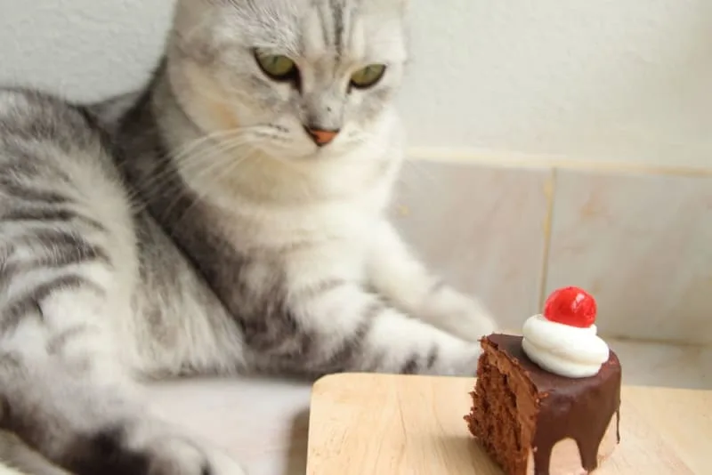 Can Cats Eat Chocolate?
