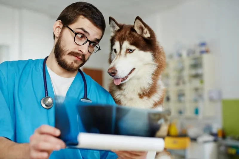 Why Might My Dog Need an X-ray