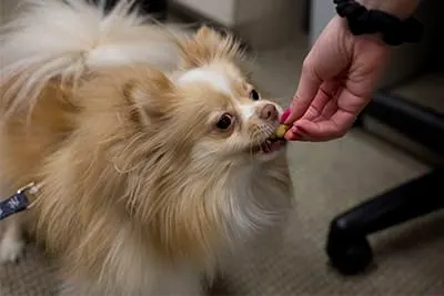 What is a Fear Free Certified Animal Hospital?