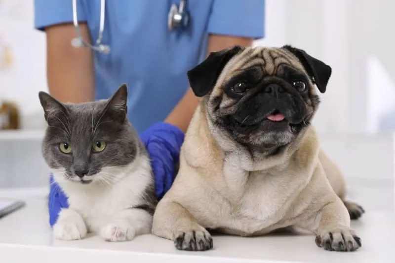 Routine Vet Exams: Why Are Regular Veterinary Checkups Important?