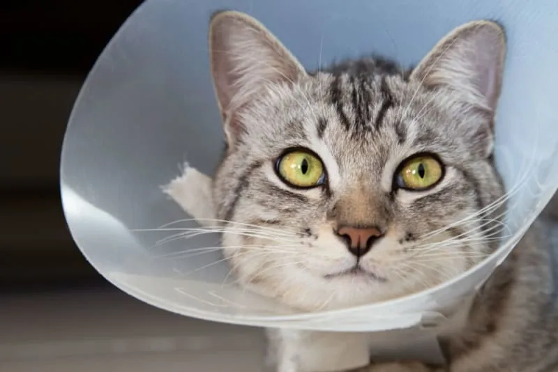 Male Cat Before & After Neutering: Behavior & Recovery