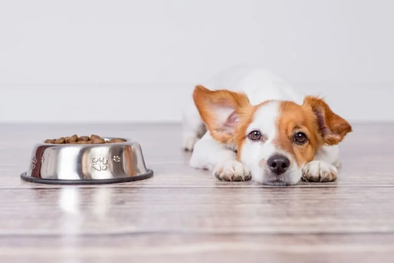 Why Won't My Dog Eat?