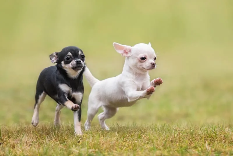 When to Get Your Dog Fixed & Why Neutering is Important