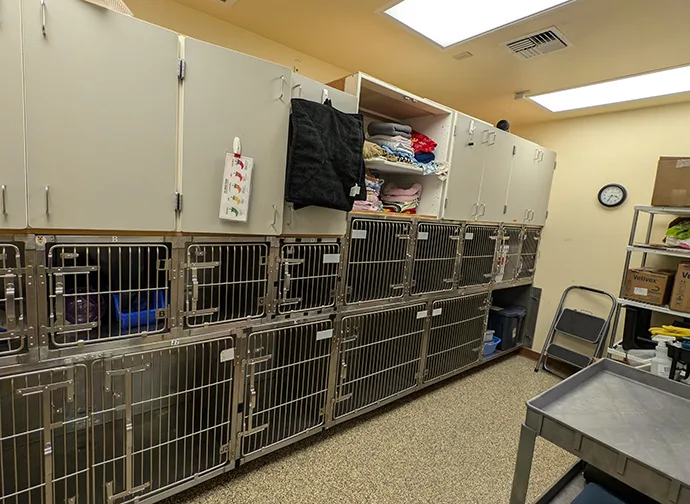 Cat Ward