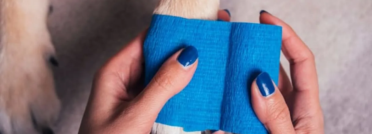 Veterinarian bandaging an injured dog.