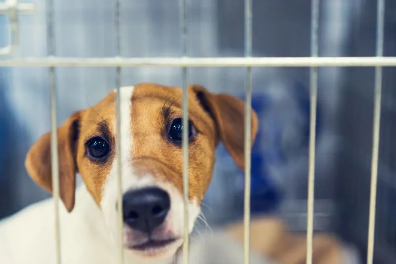 The Benefits Of Boarding Your Dog
