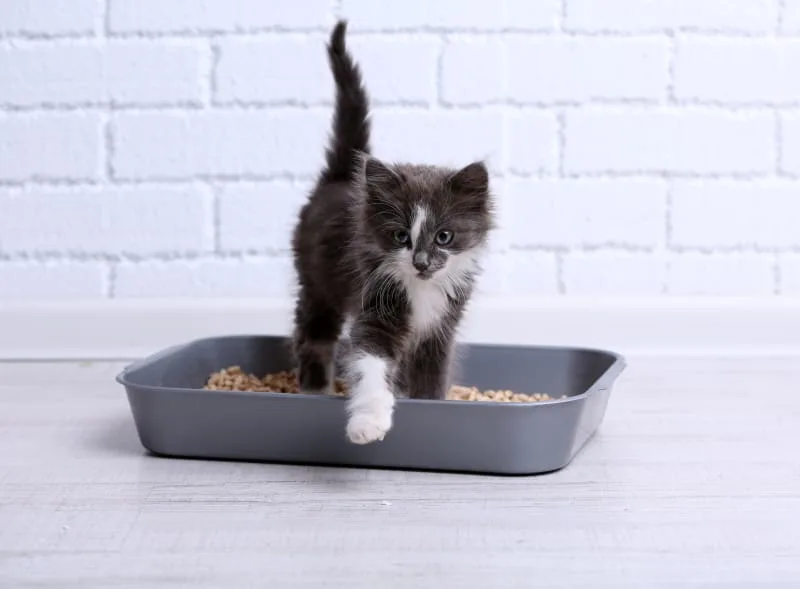 Cat Urinary Tract Infections & Diseases