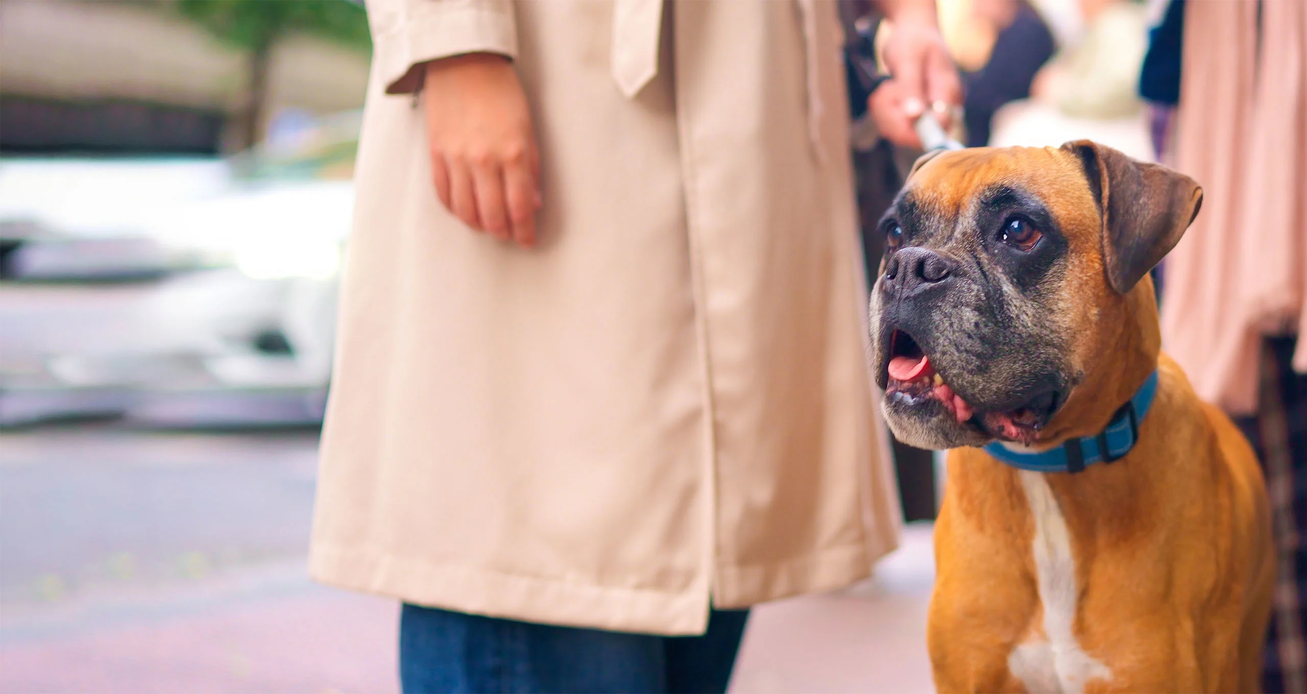 h boxer dog outside with owners in raincoat
