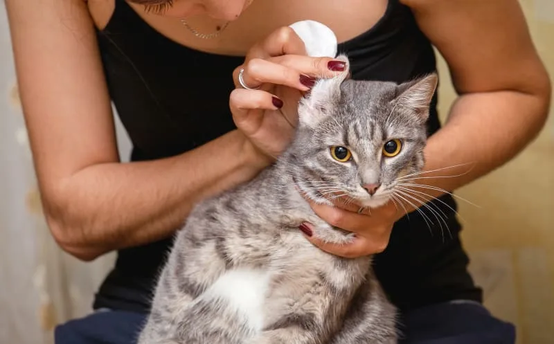 Signs of Ear Infection in Cats