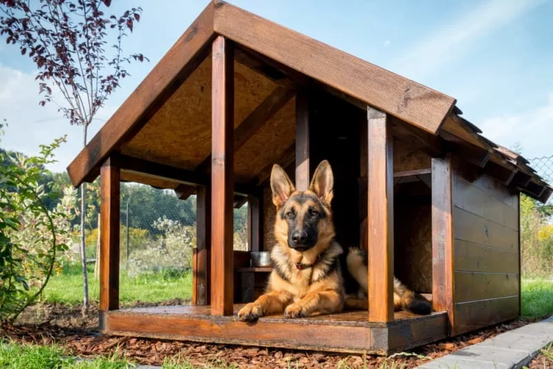 Pet Boarding Tips