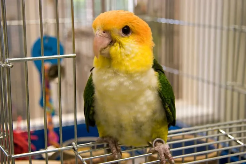 Types of Pet Birds & Which Is the Best for You