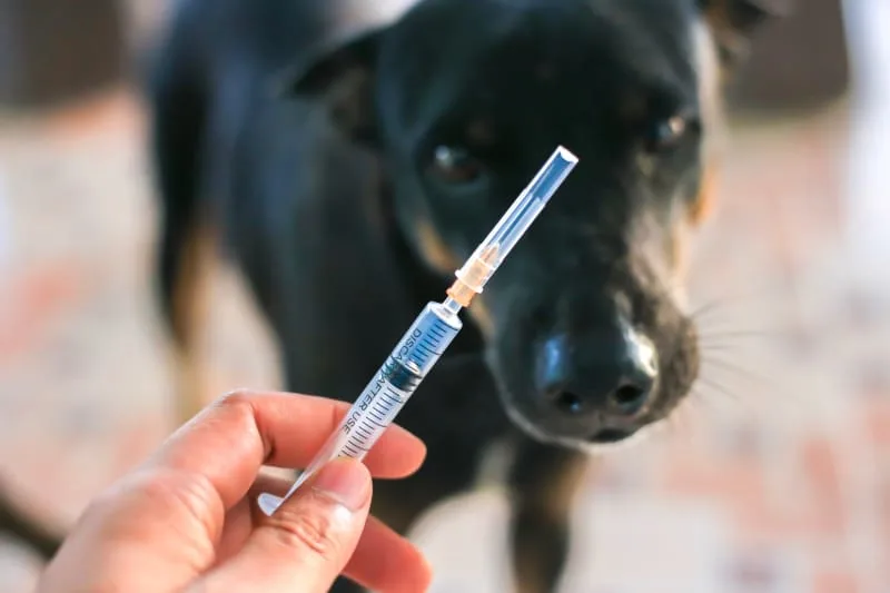 Can a vaccinated dog get rabies?