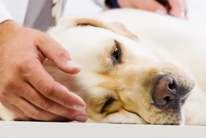 Bone Cancer in Dogs: Signs & Symptoms to Watch For