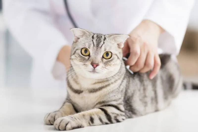 How Often Should My Cat See The Vet?