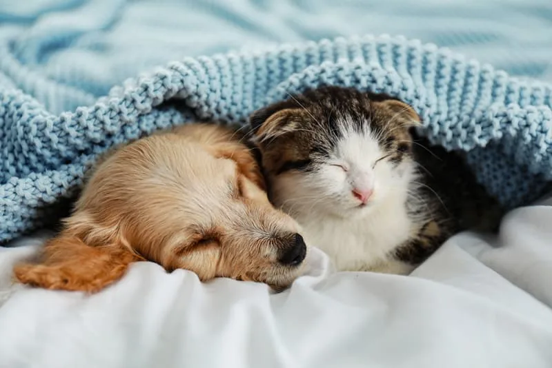 Raising a Puppy & Kitten Together