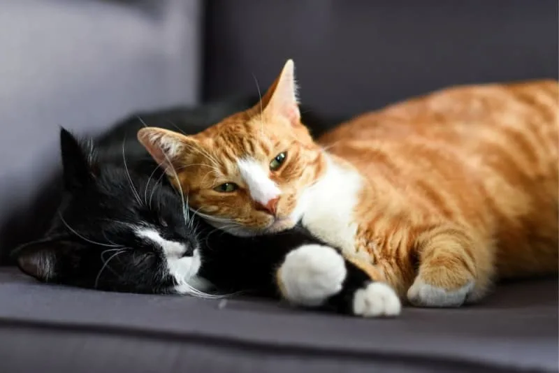 How to Tell if Your Cat Wants Another Cat