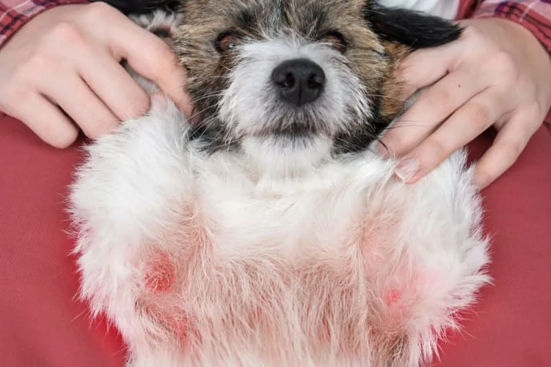 Nutrition, Skin, and Dogs