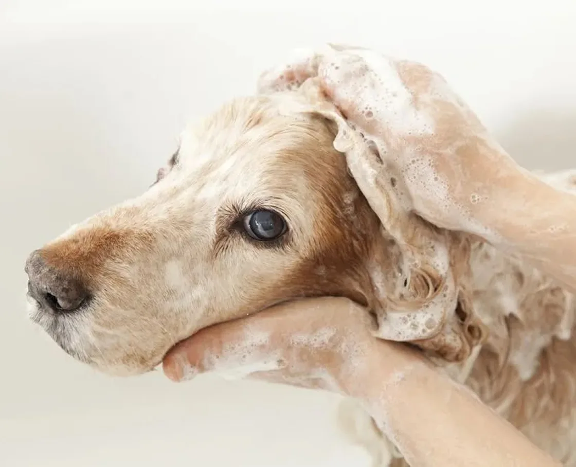 Golden-colored spaniel being bathed at a grooming station, its head lathered in soap suds as two hands gently wash its ears and chin.