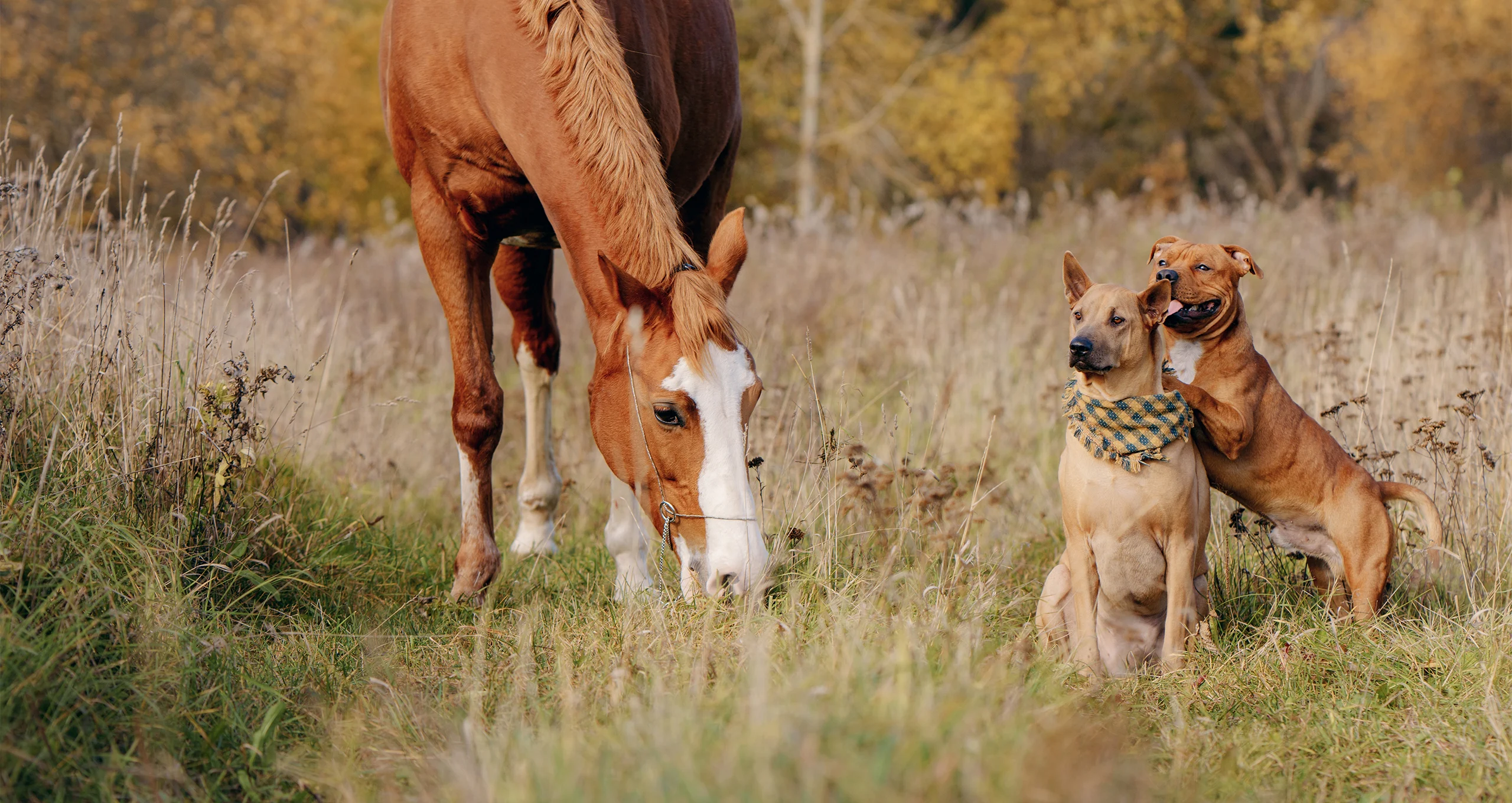 horse grazing in dry field with two mixed breed dogs nearby