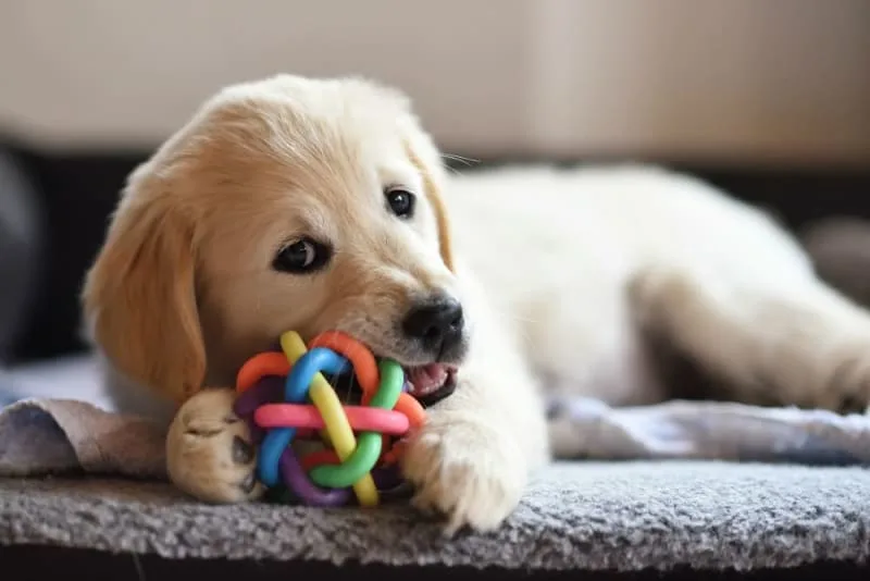 Teething Puppies: Tips & Tricks