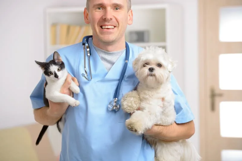 The Importance of Dog Checkups and Cat Checkups