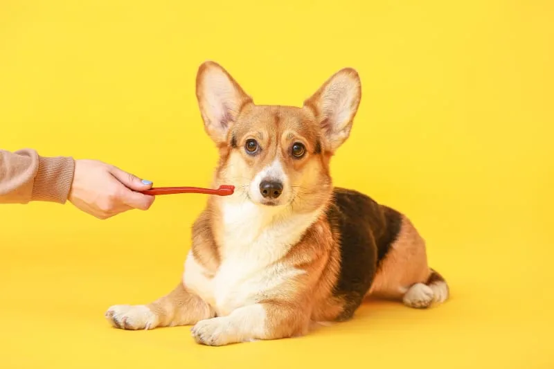 Dog Tooth Extraction: What to expect