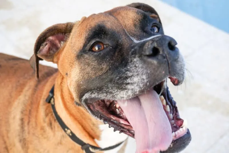 Bad Breath in Dogs: Causes & Remedies