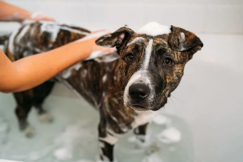 How to Groom an Aggressive Dog
