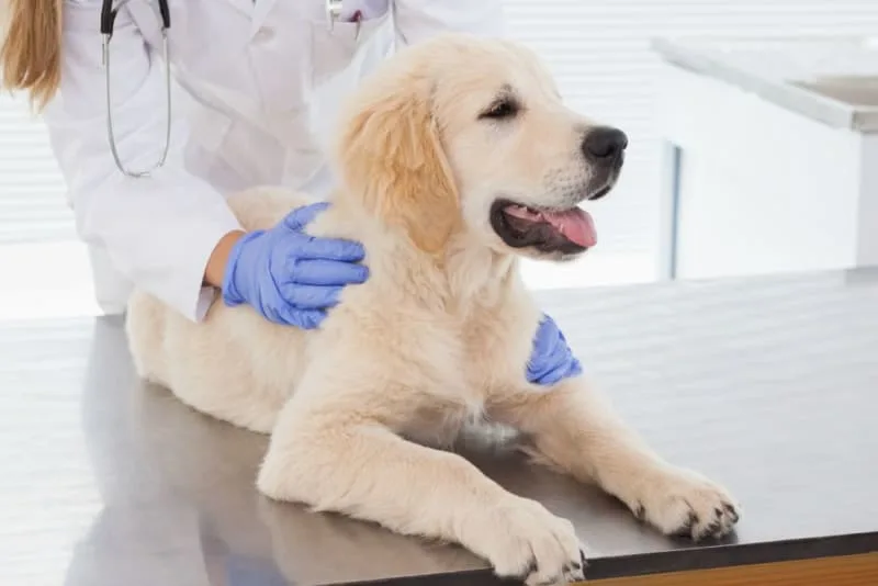 Importance of Parasite Control in Dogs