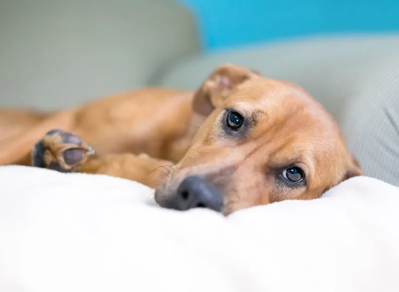 How to Treat Pneumonia in Dogs