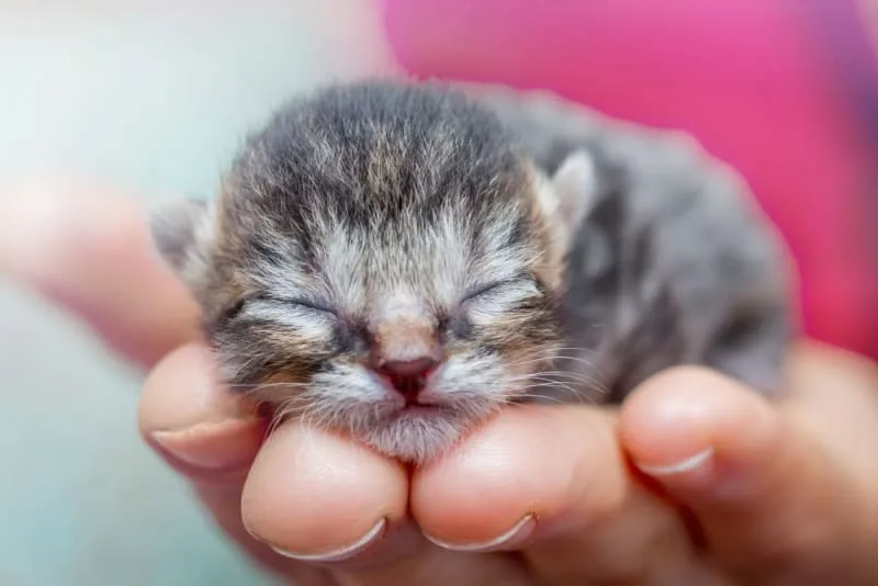Newborn Kittens: When Do Kittens Open Their Eyes?