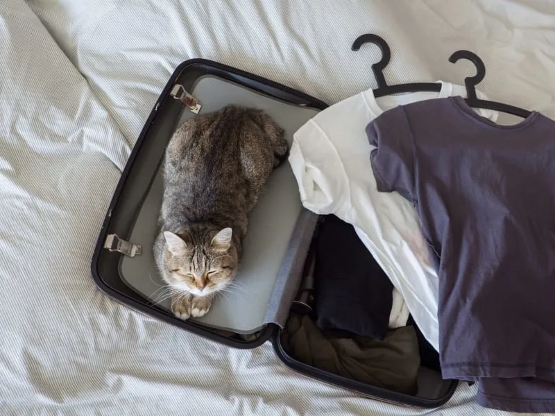 How to Travel With a Cat: Tips for a Low-Stress Trip