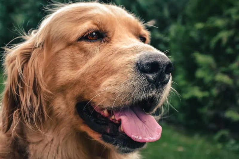 Bad Breath in Dogs: Causes & Remedies