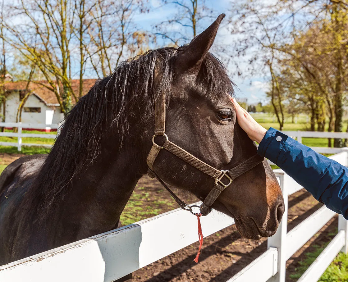 blue jacketed arm petting dark brown horse over white fence