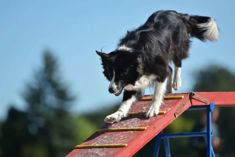Where to Leave Your Dog While on Vacation