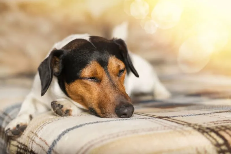 Fever in Dogs: Symptoms & Treatment