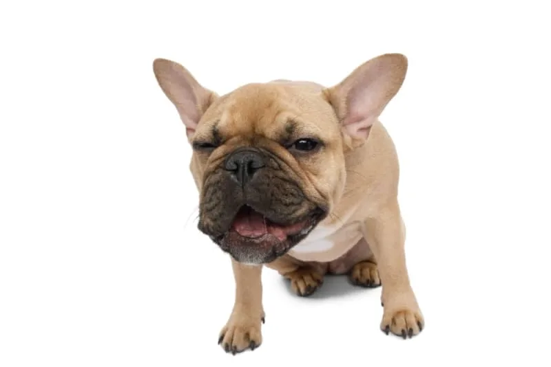 What is Kennel Cough in Dogs? Symptoms, Treatment & Prevention
