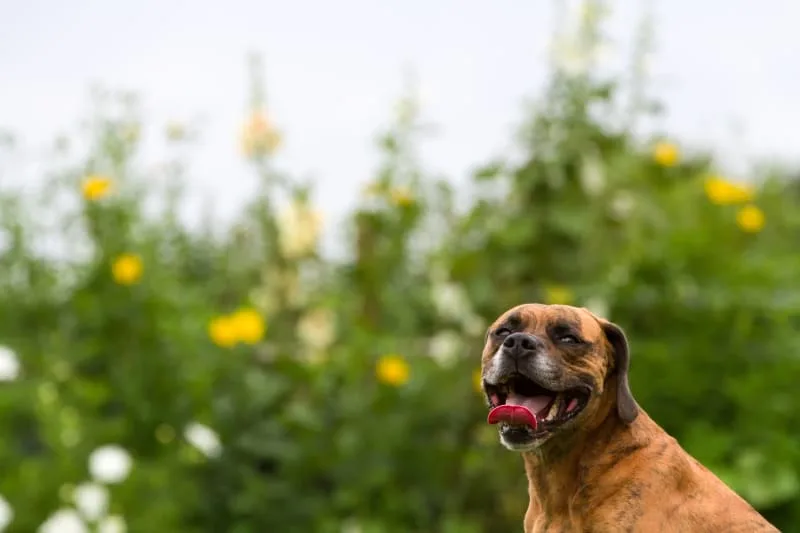 Signs of Heatstroke in Dogs
